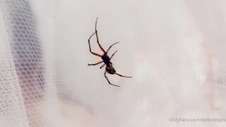 Belle Delphine   06 09 2020 Spooky Spider (1)