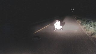 misssweetteen - Masturbation On The Night Street